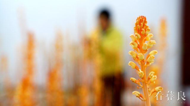 DSC09888_副本.jpg
