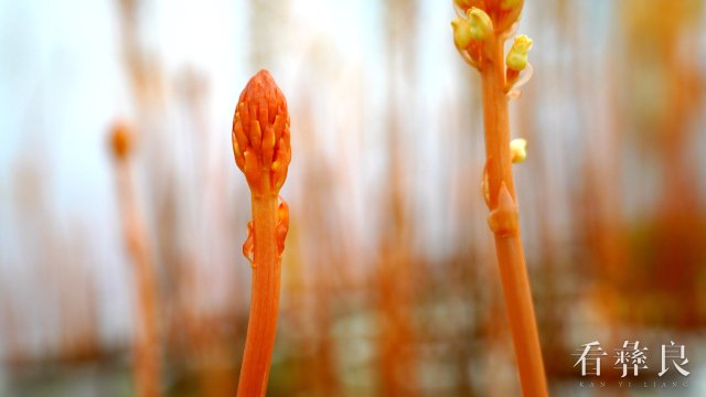 DSC09905_副本.jpg