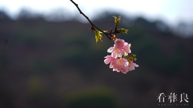 DSC00009.jpg