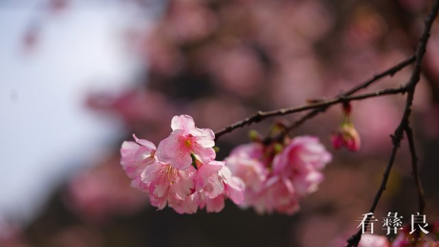 DSC00007.jpg