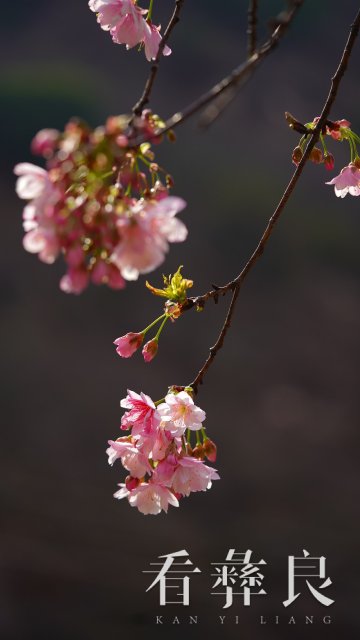 DSC00042.jpg