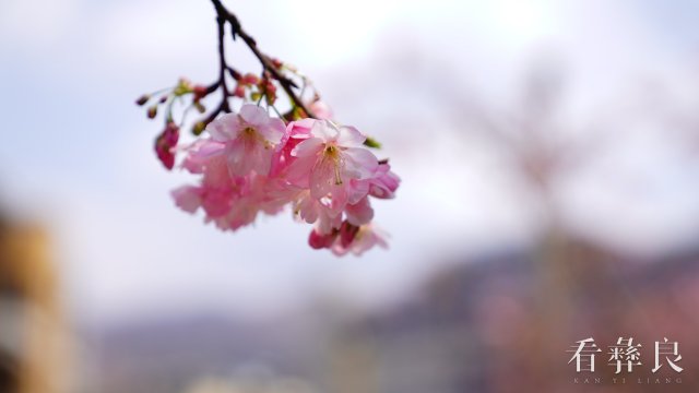 DSC09965.jpg