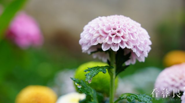 龙街海姑花开