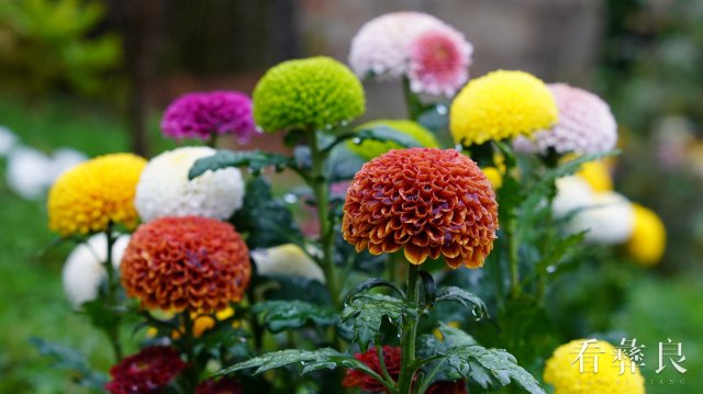 龙街海姑花开