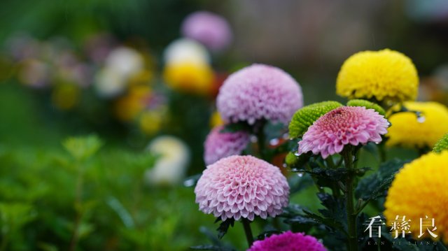 龙街海姑花开
