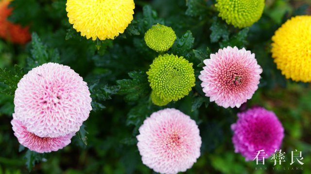 龙街海姑花开