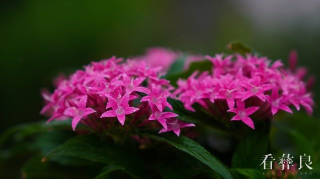 龙街海姑花开
