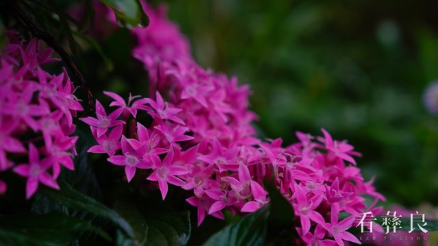 龙街海姑花开