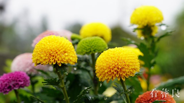 龙街海姑花开