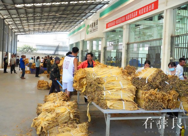 彝良烤烟收购正式开秤