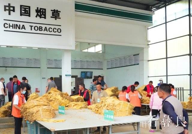 彝良烤烟收购正式开秤