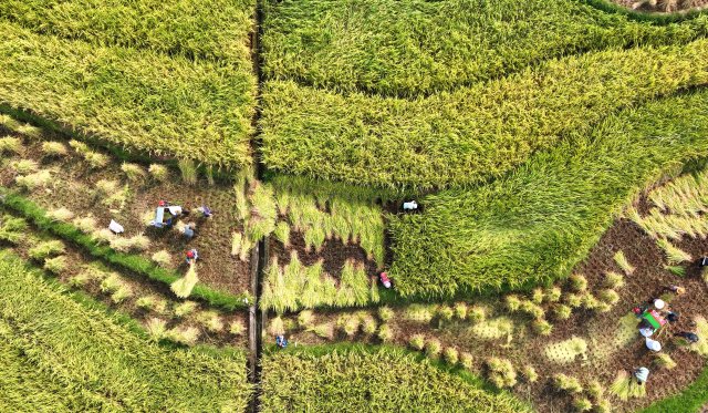 DJI_0193_副本.jpg