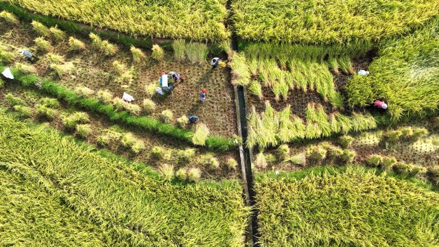 DJI_0199_副本.jpg