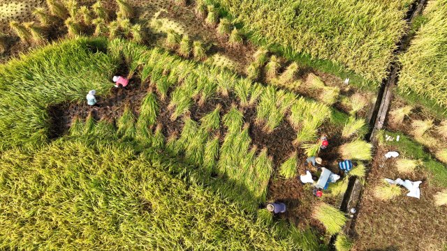 DJI_0229_副本.jpg