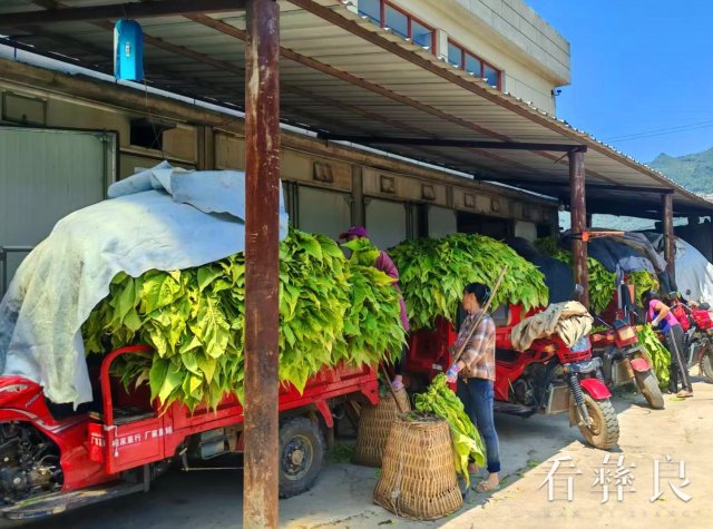 彝良5万余亩优质烟叶采烤结束