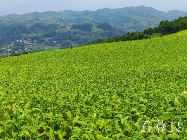 彝良5万余亩优质烟叶采烤结束