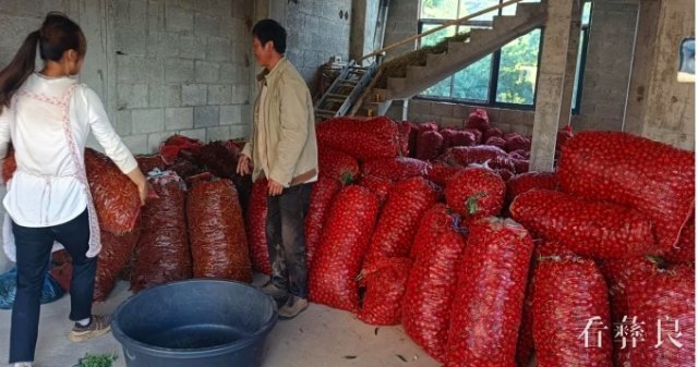 彝良县奎香乡黑拉村:辣椒喜丰收 群众笑开颜