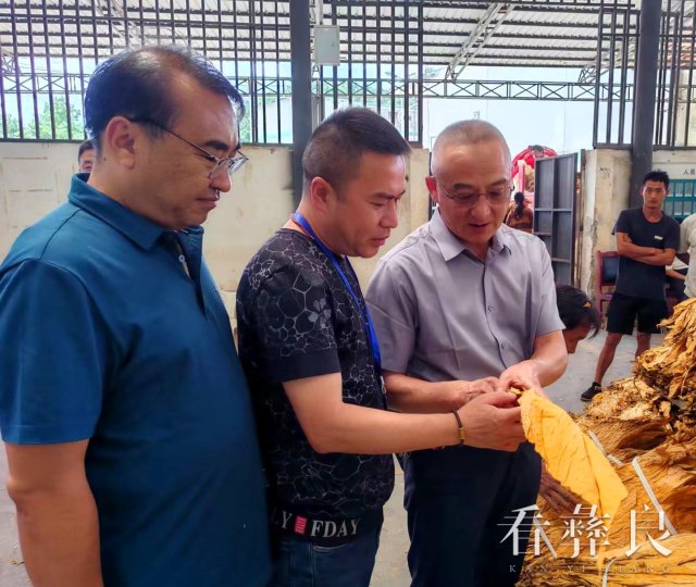 彝良收购烤烟产值2.03亿元