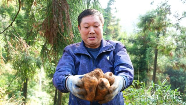 彝良钟鸣：千亩天麻进入采收期 托起群众致富梦