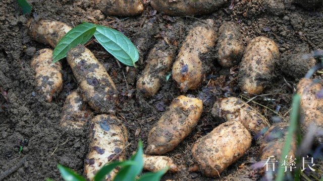 彝良钟鸣：千亩天麻进入采收期 托起群众致富梦