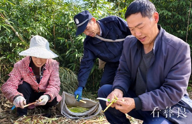 麻窝村竹产业照片 (5).jpg