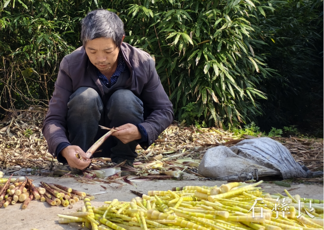 麻窝村竹产业照片 (6).png