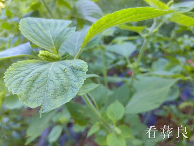 彝良龙街：万亩紫苏喜获丰收 产业富民添“香”增色