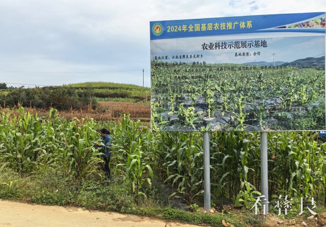 彝良：粮经协同发展 助农增产增收
