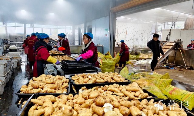 位于小草坝镇金竹村的昭通定风草公司女工正在开展天麻初加工.jpg