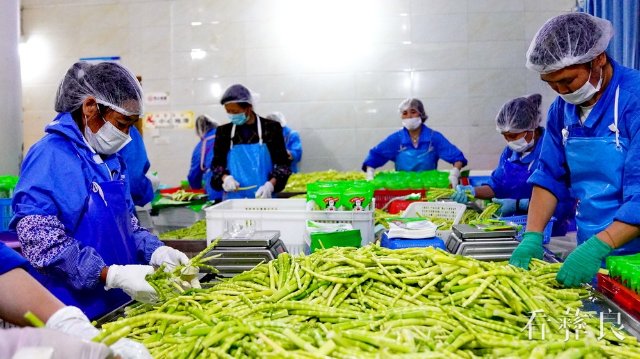 彝良县云笋食品开发有限公司帮扶车间的女工们正在开展竹笋分装.jpg