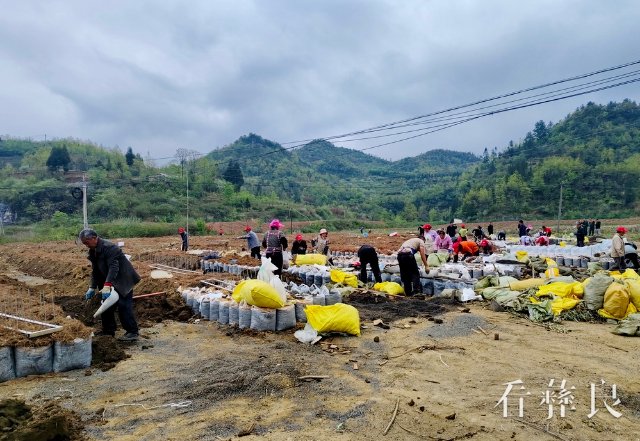 发界安置区搬迁群众在彝良县长风农业技术开发有限公司基地开展天麻育种工作.jpg