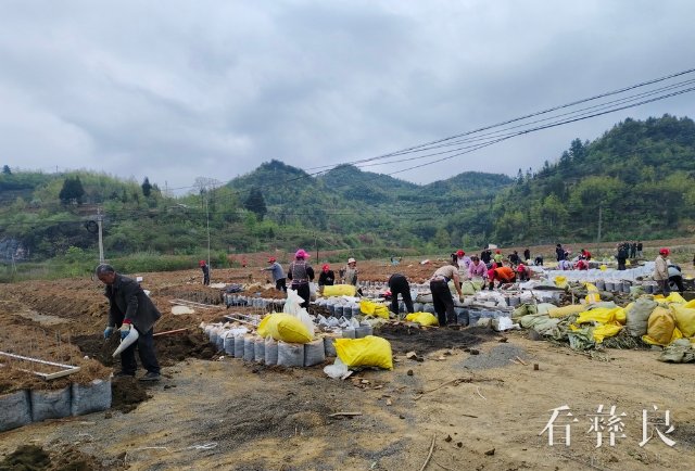 农户到工坊基地开展麻种培育.jpg