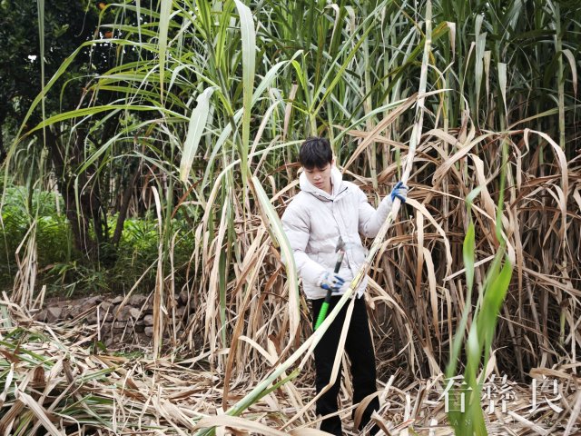 彝良县发界街道：甘蔗丰收甜如蜜 产业振兴节节高