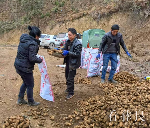 彝良县钟鸣镇山河村天麻喜获丰收