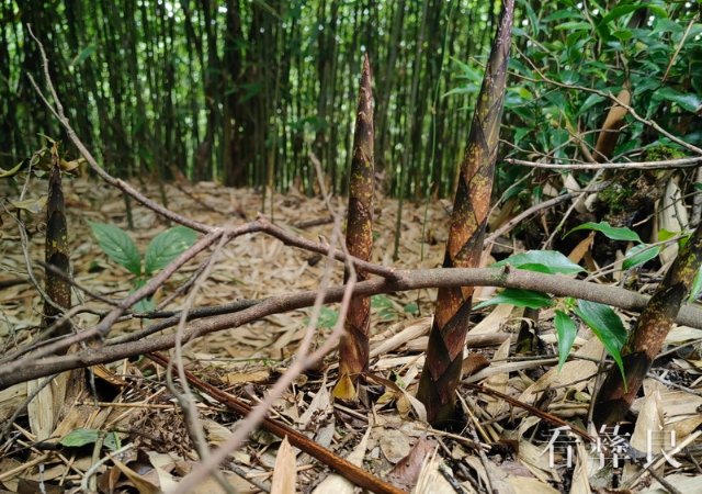 破土而出的竹笋.jpg