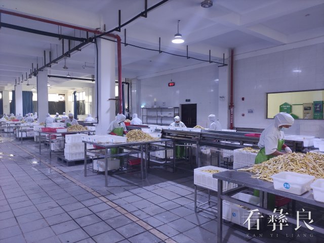 彝良：下“竹”功夫   做“竹”文章