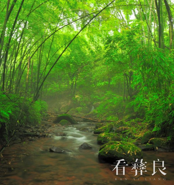 彝良：下“竹”功夫   做“竹”文章
