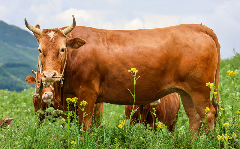 草场上膘肥体壮的昭通小黄牛。 受访者供图